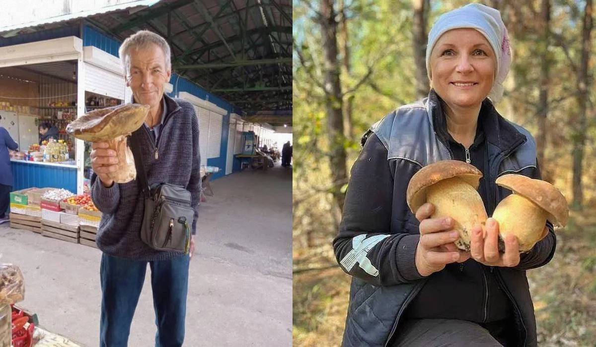 У лісах Чернігівщини знаходять гриби-гіганти: найбільший важить понад два кілограми