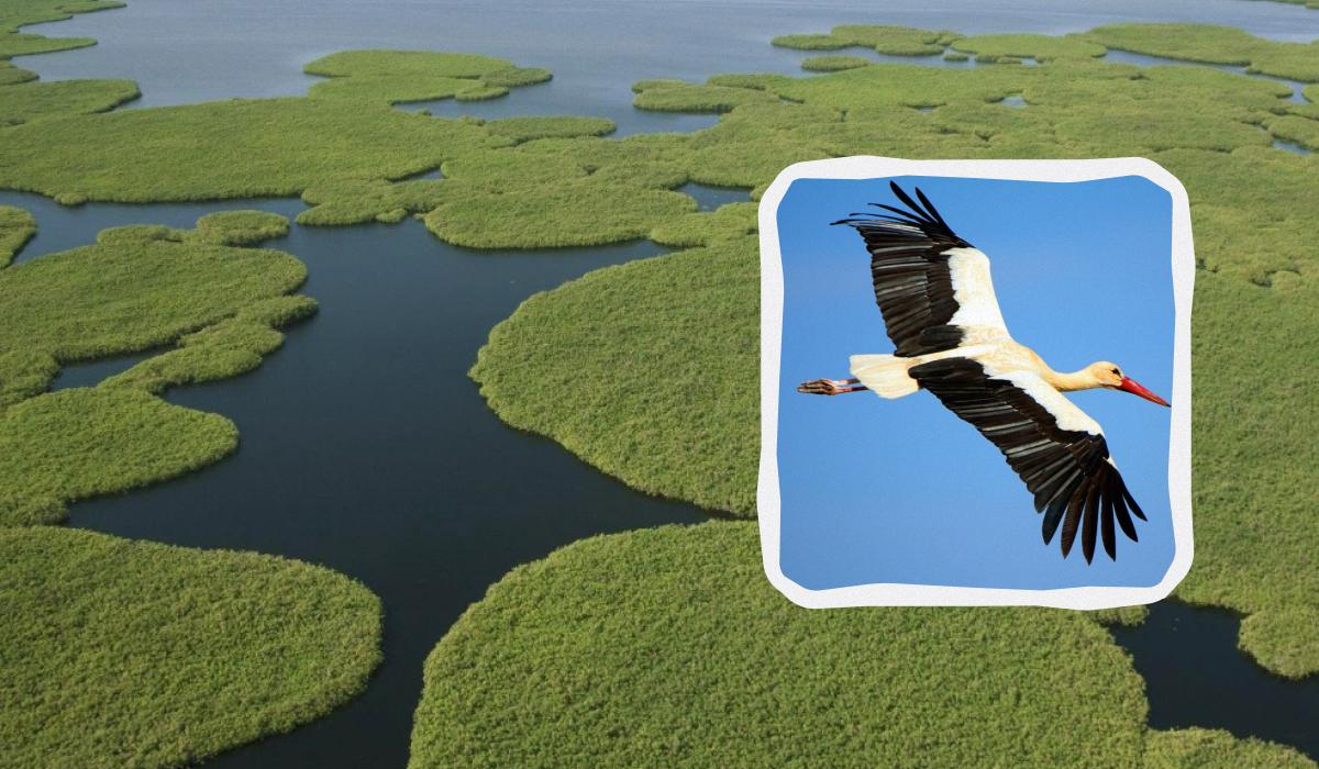 Українські лелеки подолали тисячі кілометрів Африкою: де вони зараз