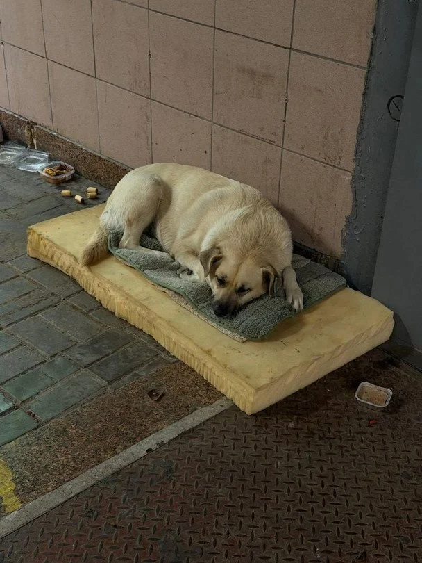 Білка 
