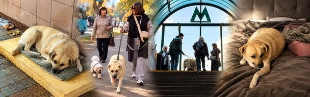 Зникла собака Білка, яка роками ховалася від обстрілів у метро Києва: що з нею трапилося