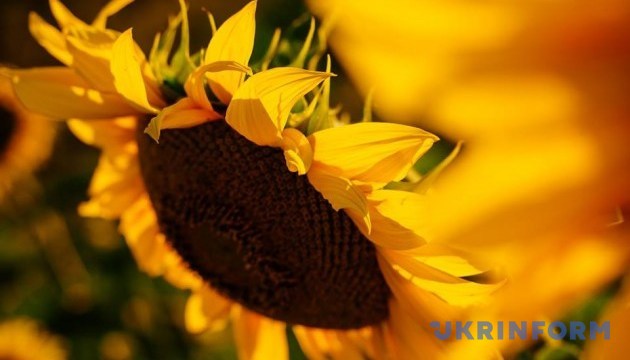Соняшник в Україні продовжує дешевшати на тлі збільшення пропозиції - зернова біржа