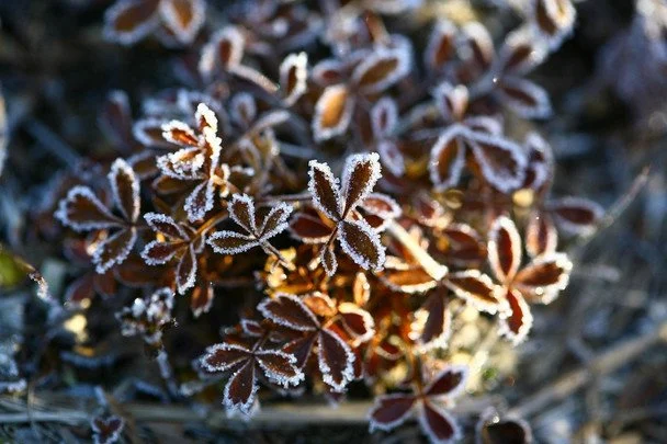 До +20 °C, а потім вдарять заморозки: прогноз погоди до кінця жовтня